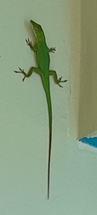 Anolis