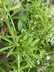Galium aparine