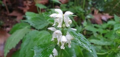 Lamium flexuosum