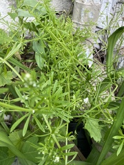 Galium aparine