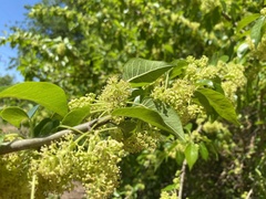 Maclura pomifera