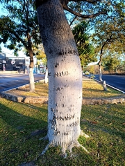 Ceiba pentandra