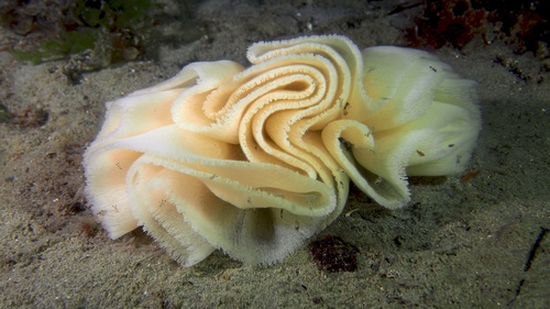 Pleurobranchus hilli
