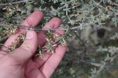 Olearia bullata
