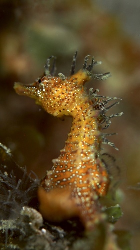 Hippocampus breviceps