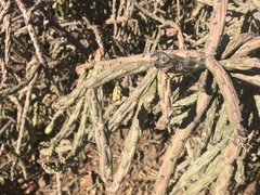 Pencil Cholla (Cylindropuntia arbuscula)
