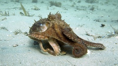 Octopus pallidus image