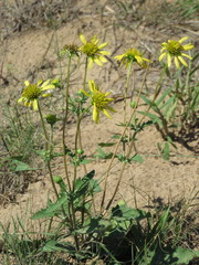 Tetragonotheca repanda