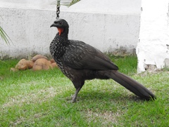 Penelope obscura