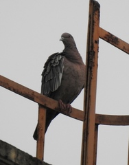 Patagioenas picazuro