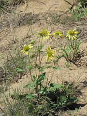 Tetragonotheca repanda