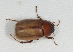 Phyllophaga elenans