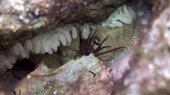 Octopus pallidus