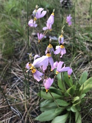 Primula pauciflora cusickii