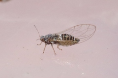 Bactericera cockerelli