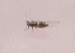 Bactericera cockerelli