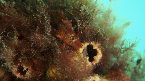 Heteroclinus tristis