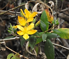 Mentzelia arborescens