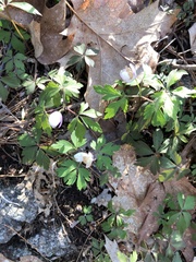 Anemonoides quinquefolia