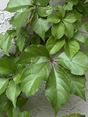 Parthenocissus quinquefolia image
