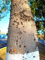 Ceiba pentandra