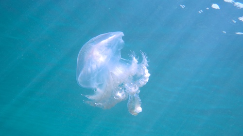 Pseudorhiza haeckeli