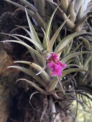 Tillandsia nana