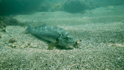 Dactylophora nigricans