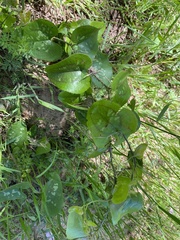 Smilax bona-nox