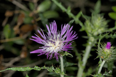 Galactites tomentosus