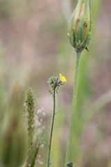 Linaria simplex