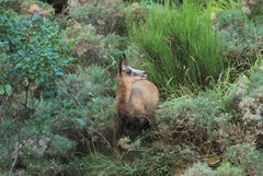 Rupicapra pyrenaica parva