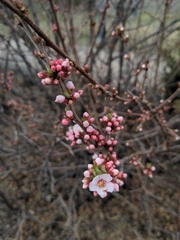 Angiospermae