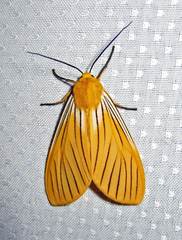 Pseudischnocampa nervosa