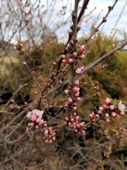 Angiospermae