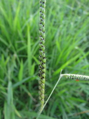 Urochloa eminii