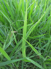 Urochloa eminii
