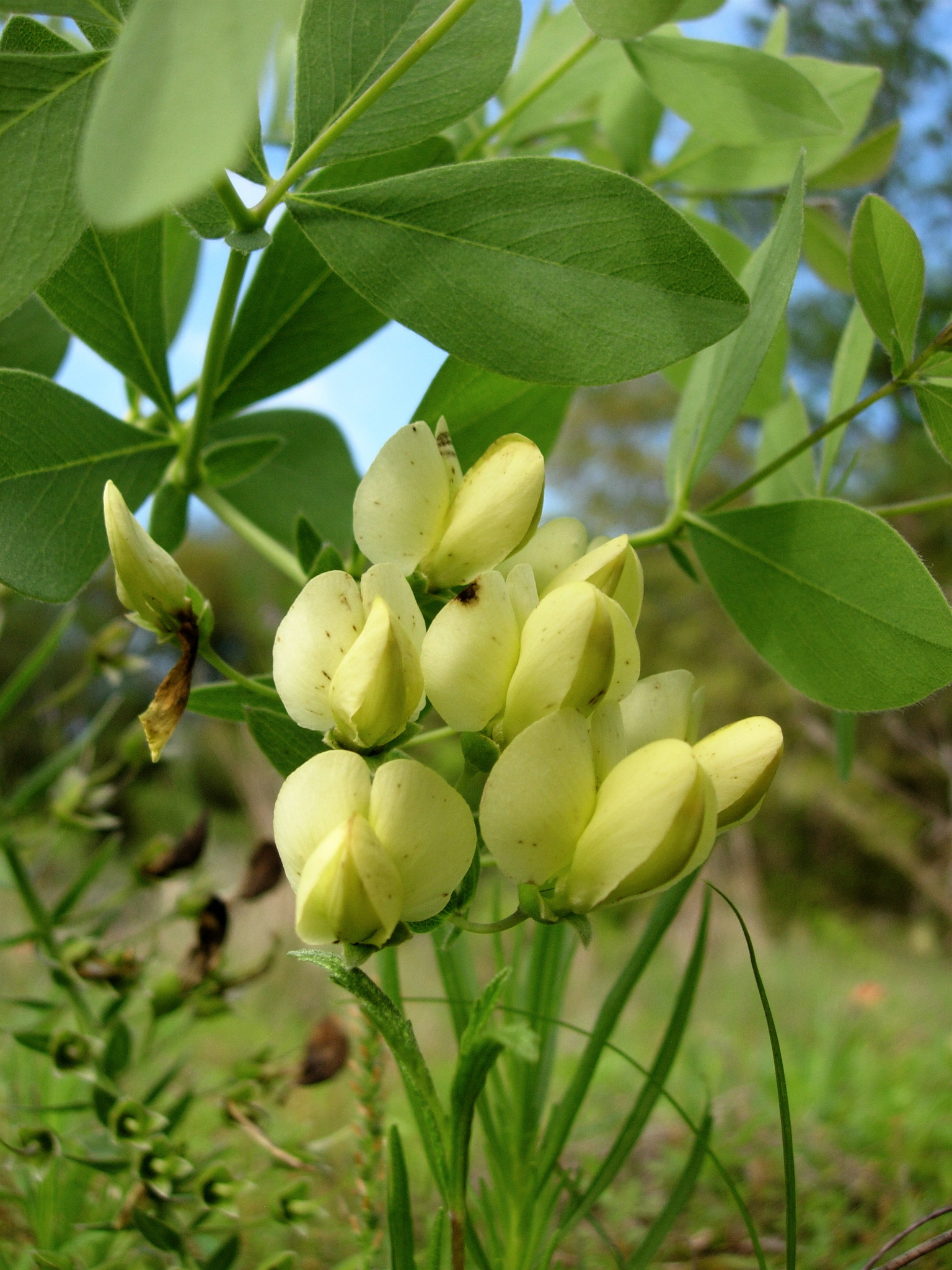 Baptisia bracteata