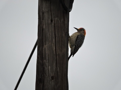 Melanerpes aurifrons