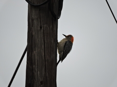 Melanerpes aurifrons