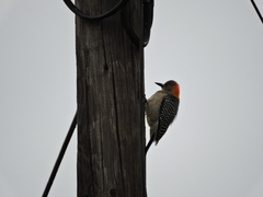 Melanerpes aurifrons