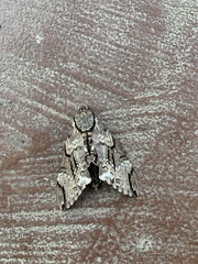 Psilogramma papuensis