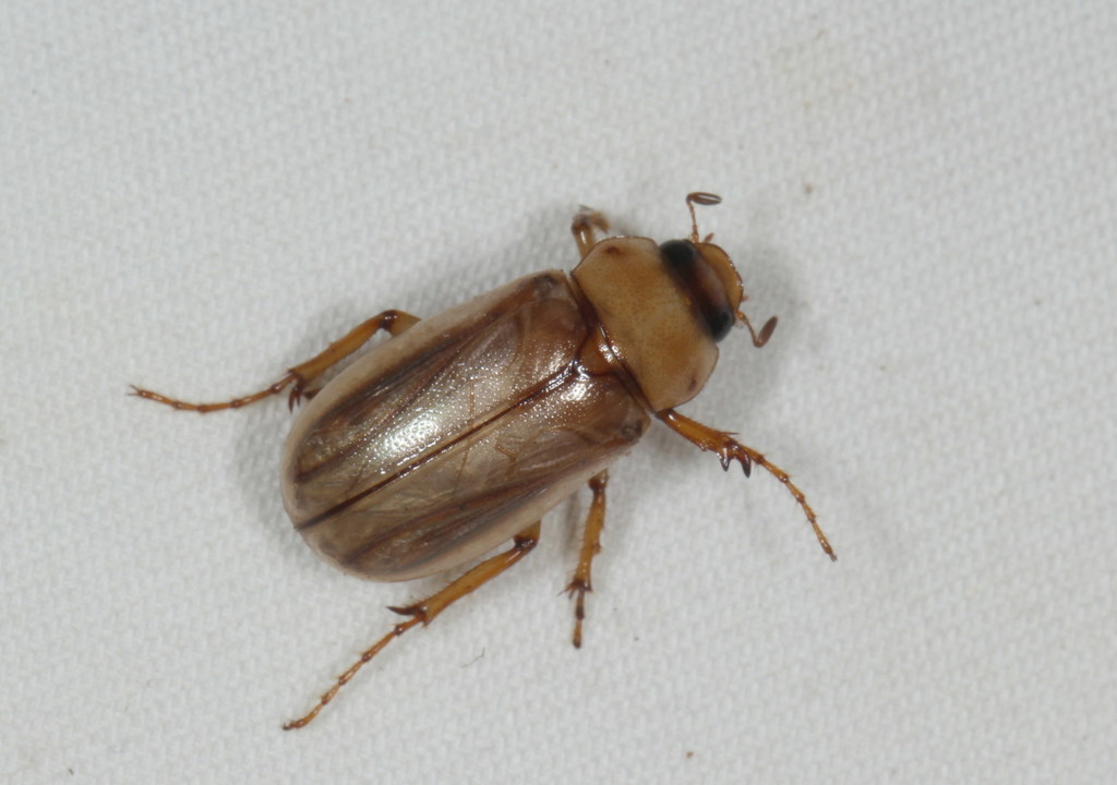 Chlaenobia halffteriana