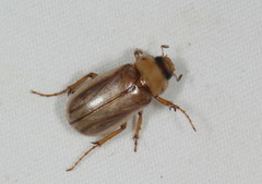 Phyllophaga halffteriana