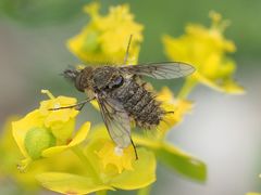 Conophorus virescens