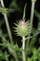 Galactites tomentosus