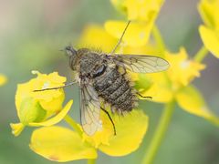 Conophorus virescens