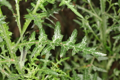 Galactites tomentosus