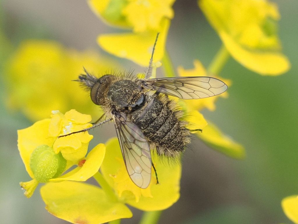 Conophorus
