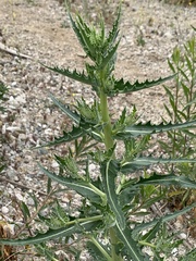 Mentzelia laevicaulis